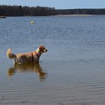 Ferienhaus Hundeurlaub Rheinsberg