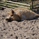 Ferienhaus Urlaub Ausflug Tierpark Kunsterspring Rheinsberg