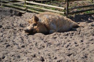 Ferienhaus Urlaub Ausflug Tierpark Kunsterspring Rheinsberg